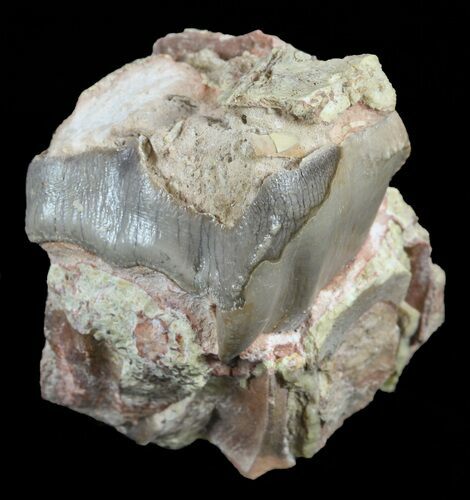 Hyracodon (Running Rhino) Tooth - South Dakota #60939